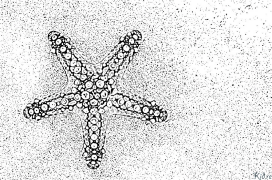 stella Pagine Di Culore Stampabile